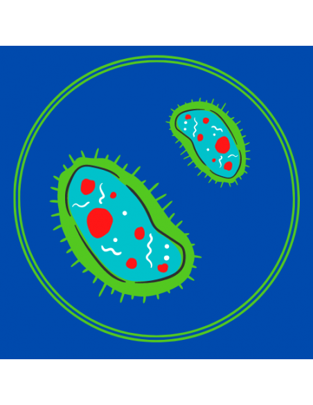 Nettoyant désinfectant toutes surfaces ECODES
